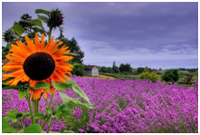 sunflower and lavender field